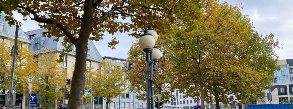 Baumgutachten am Augsburger Hauptbahnhof: Gibt es eine Massenrodung?