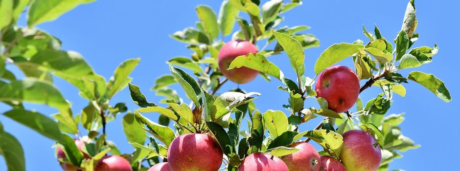 Ein Apfelbaum für die neue 1. Klasse