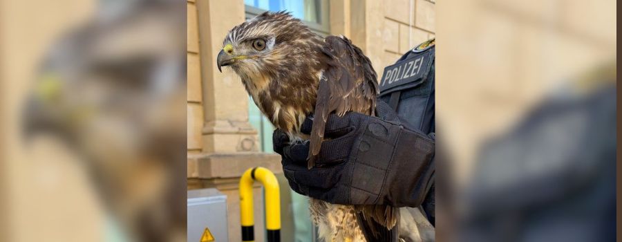 Frau transportiert Greifvogel in Regionalbahn nach Mainz