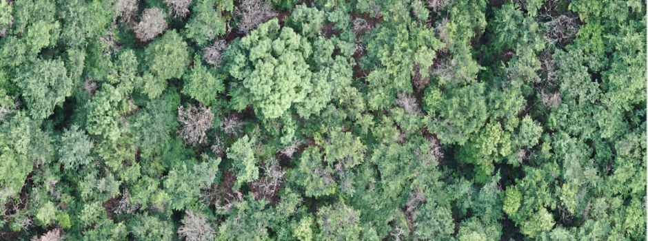Dramatisches Baumsterben im Mainzer Lennebergwald