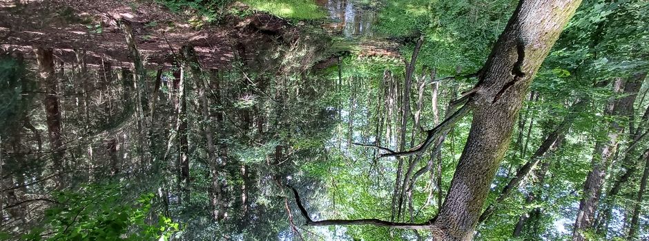 Es kann nur einen geben: „Highlander“ bei Holzernte im Einsatz