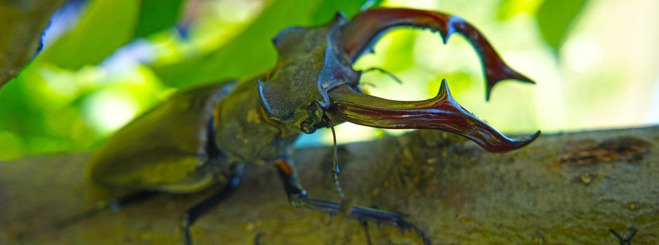 Hirschkäfer gesucht