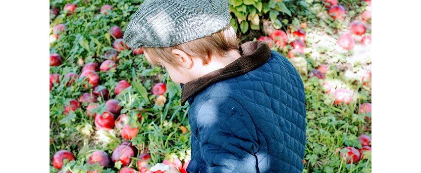 Dreister Obst-Diebstahl in Hahnheim: Sammelaktion der Kita muss ausfallen