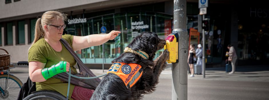 How-to: Begegnung mit einem Assistenzhund
