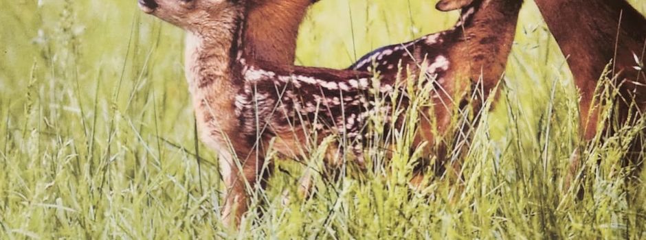 Schutz für Rehkitze: Hunde an die Leine!