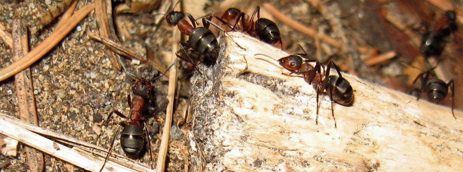Ameisen und Wildbienen