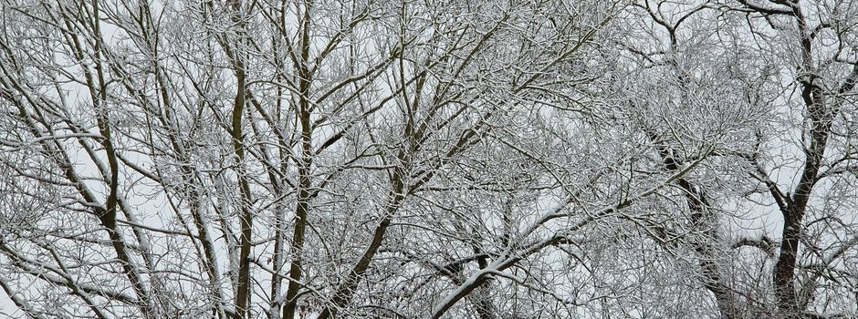 Schneebruch: Lebensgefahr im Wald!