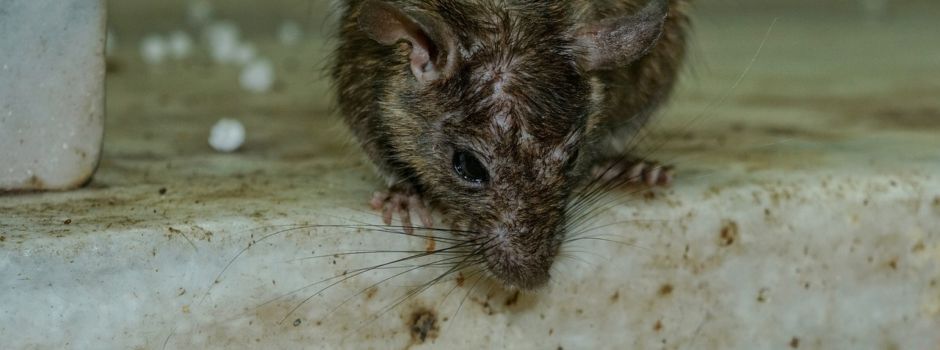 Vorbeugen statt bekämpfen: Mit dem Sommer kommen die Ratten
