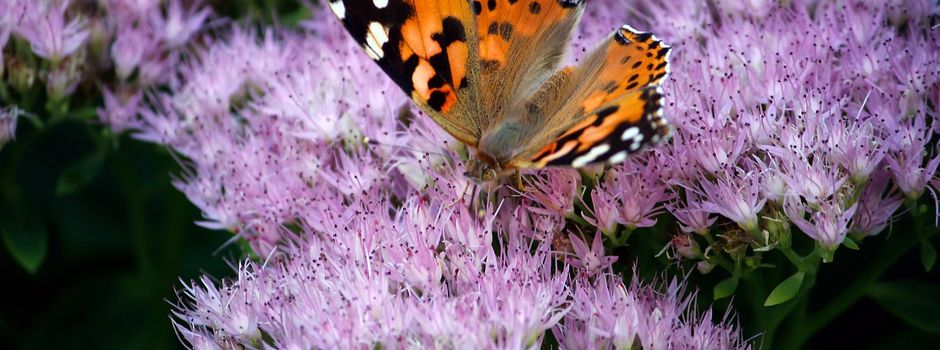 Gartenparzellen in den Gewannen Krautgärten, Stiegelgärten und Hofgärten 
– Vermietung wird überprüft