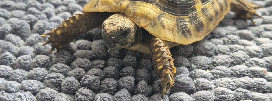 Wer sucht seine Schildkröte ?