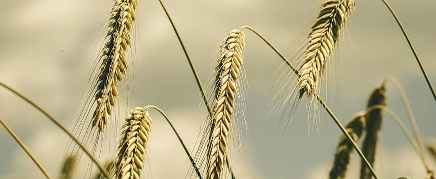 🌾 Erntedankbrunch in Niedersimten