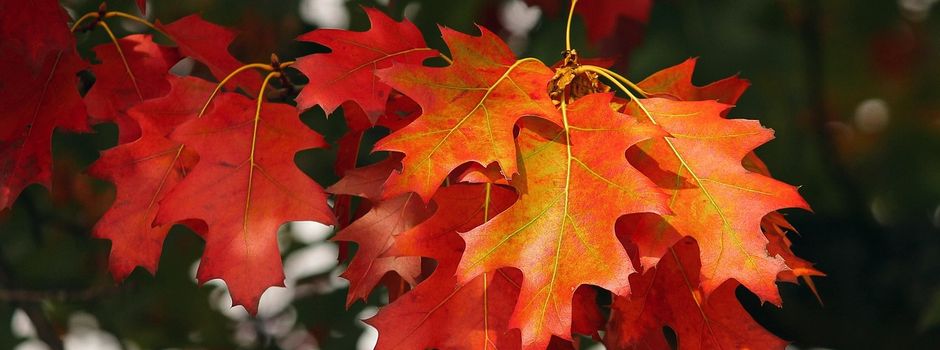 Oktober 2026: Veranstaltungen im Naturpark Hoher Fläming