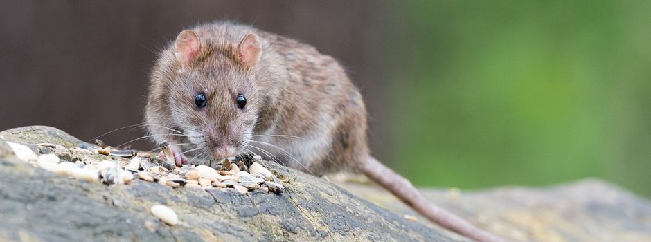Rattenplage am Wormser Hauptbahnhof