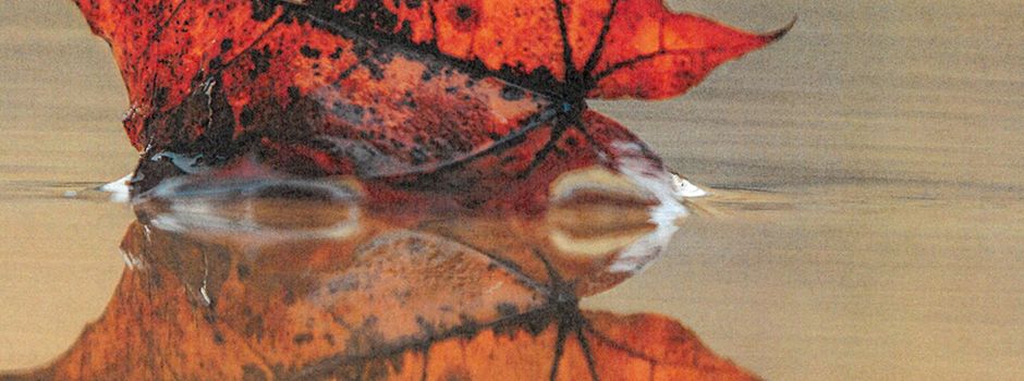 „Ein Augenblick und mehr“: Oppenheimer Fotoverein stellt im Niersteiner Rathaus aus