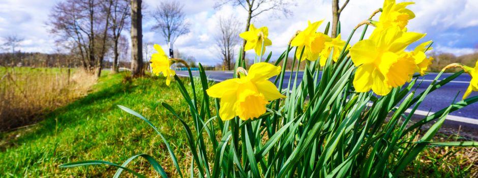 Der Frühling ist da und das Dorf blüht auf