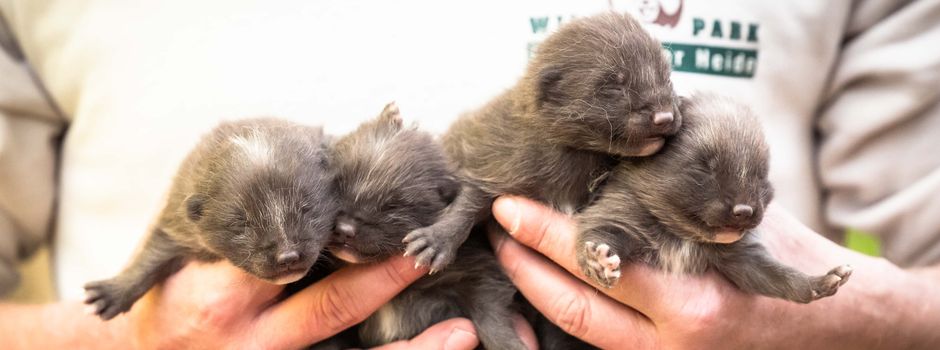 Baby-Boom im Wildpark