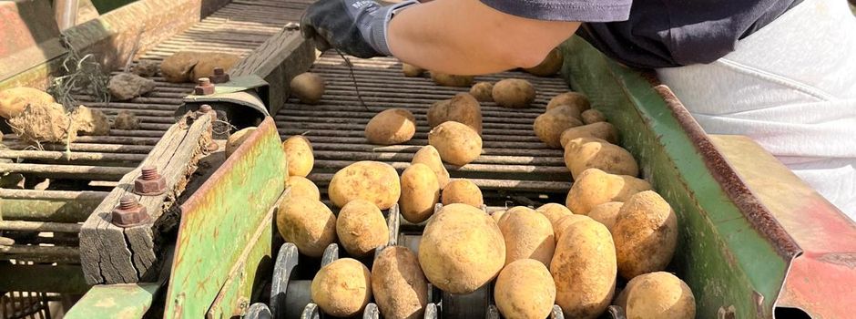 Kartoffelernte - ein voller Erfolg!