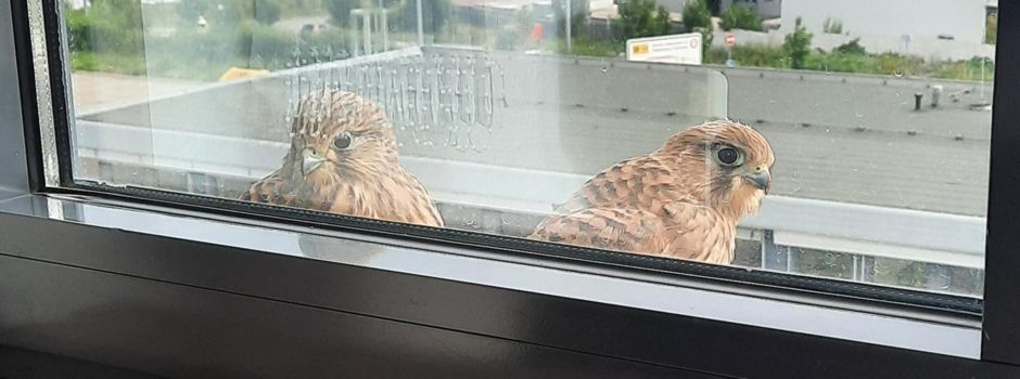 Geflügelte Paketboten? Turmfalken an Saulheimer Postfiliale