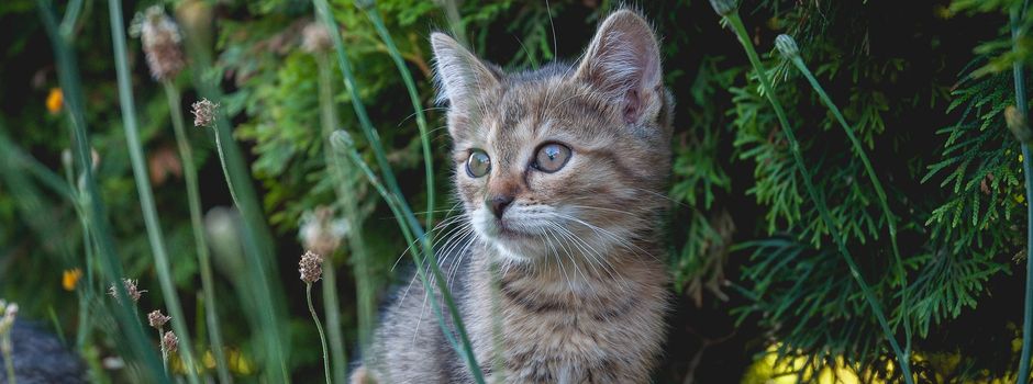 Katzenschutzverordnung für Bingen beschlossen