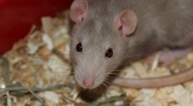 Tierversuche in Augsburg: Muss das sein? Nein!