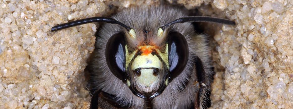 Welt der Wildbienen