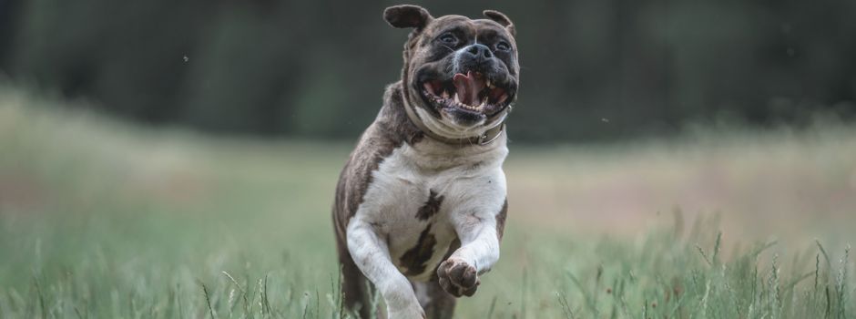 Ein „Foto-Model“ adoptieren