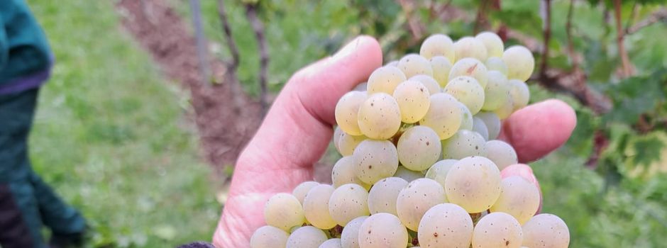 WEINLESE 2026 🍇