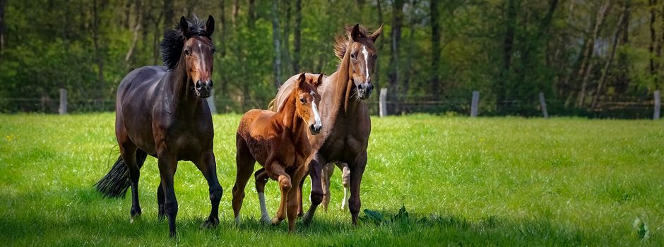 Infektion mit West-Nil-Virus erstmalig bei Pferd im Heidekreis nachgewiesen