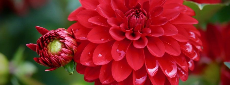 Neuer Termin für 1. Koserower Gartenmarkt