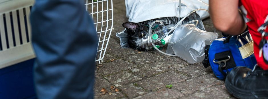 Feuerwehr Mainz rettet schwer verletzte Katze aus Brandwohnung