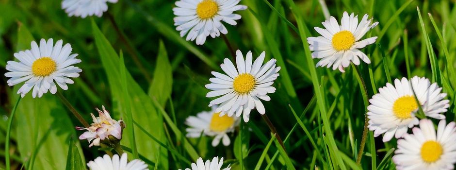Erinnerung an unsern gemeinsamen Pflanz- Nachmittag im Kinder- Pflanzgarten und im Gemeinschaftsgarten.