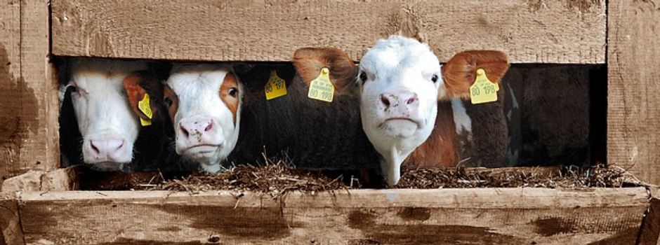 Hier bekommt ihr regionale Lebensmittel direkt vom Hof