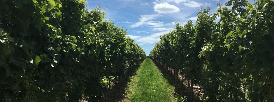 Landwirte und Winzer lernen VG-Bürgermeisterkandidaten Rhein-Selz kennen