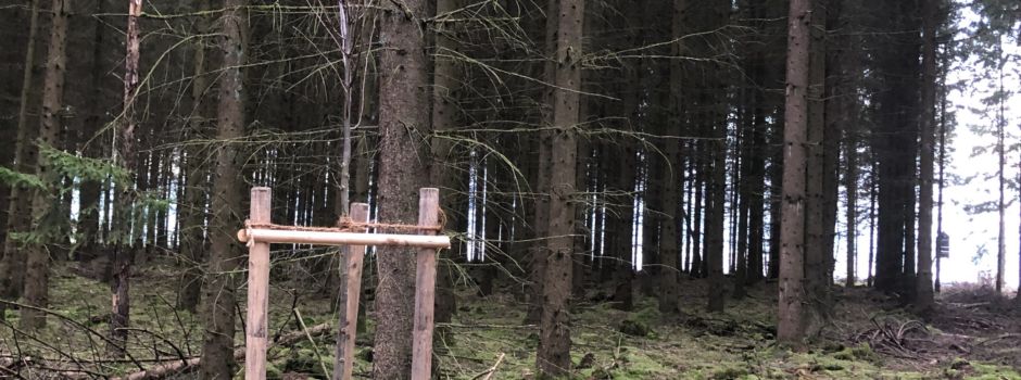 Kappesbaum an alter Stelle gepflanzt