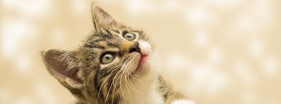 Neue Verordnung zum Schutz freilebender Katzen!