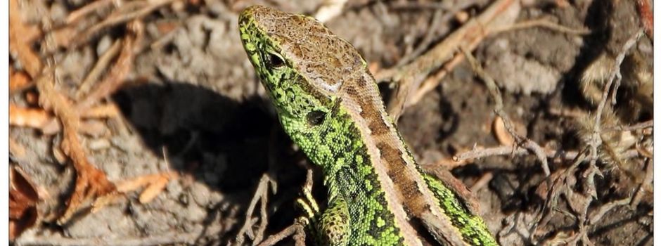 Reptilien auf Reisen