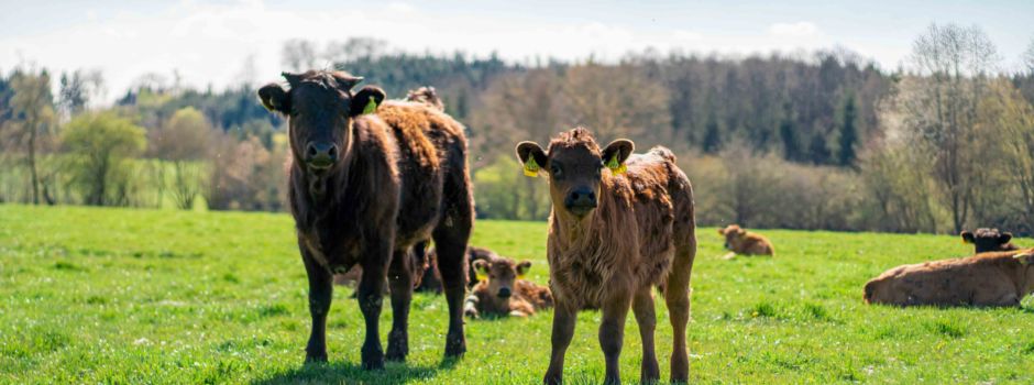 Start-up: Weidefleisch aus der Region für die Augsburger Supermärkte