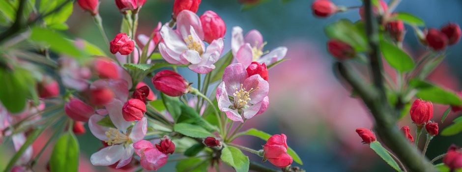 Mit dem Rad entlang der Obstland-Radroute