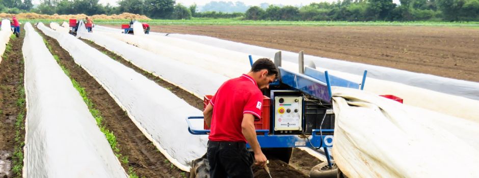 Ukraine-Krieg: Werden Spargel und Erdbeeren nun teurer?