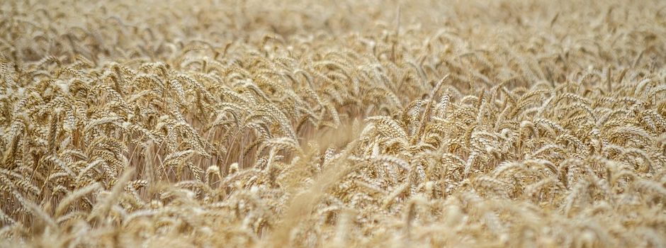 Natürliches Fungizid wird ausgebracht 