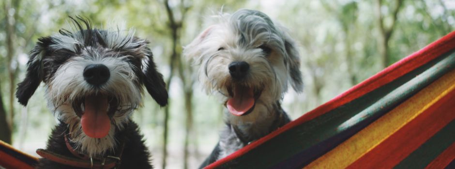„Tiere sind kein Geschenk!“ - Im Gespräch mit dem Tierheim Augsburg