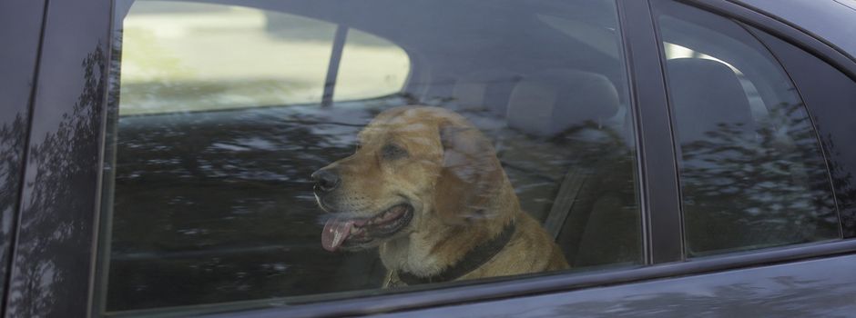 Hitzewelle: So werden Autos in Mainz zur Todesfalle für Hunde und Kinder