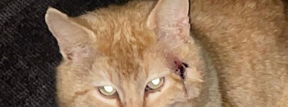 Verletzte Katze gefunden
