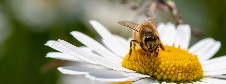 Wildblumen aus dem Kaugummiautomaten in Wiesbaden
