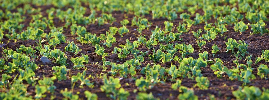 Absatz sinkt: Rheinland-Pfalz wirbt in Berlin für regionale Weine
