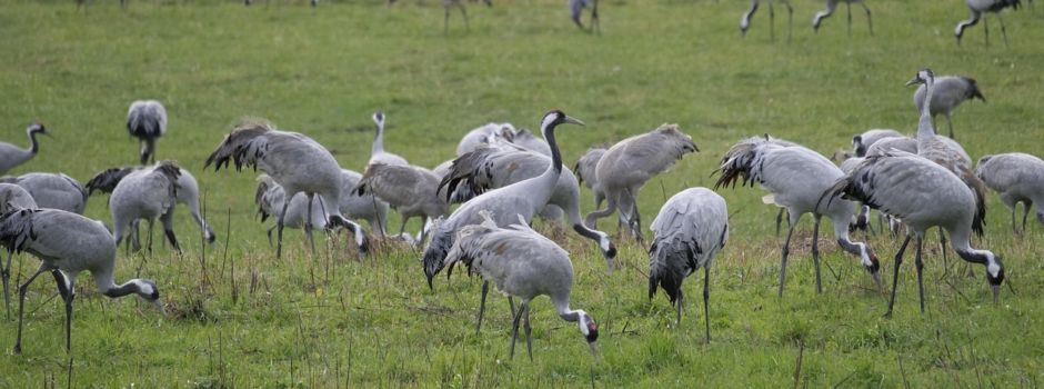 Wesenberg möchte Touristen mehr bieten