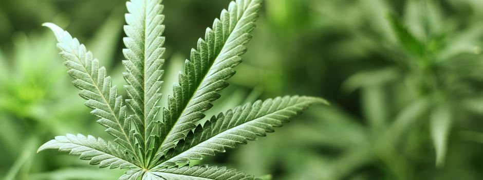 Eigenkonsum und Weitergabe von Cannabis – neue Rahmenbedingungen