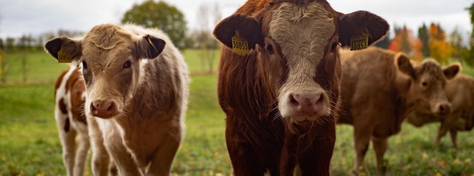 Motorrad kracht bei Bingen in Kuh