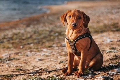 Hundesteuer
Steuermaßstab - Steuersätze
Stadt Hemmoor