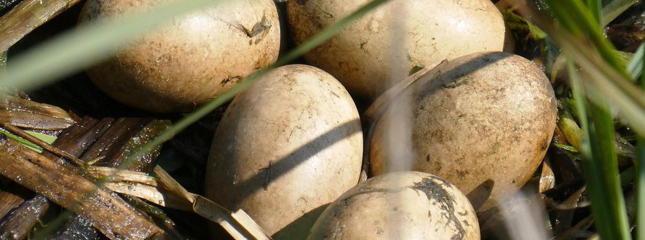 Brut- und Setzzeit hat begonnen 